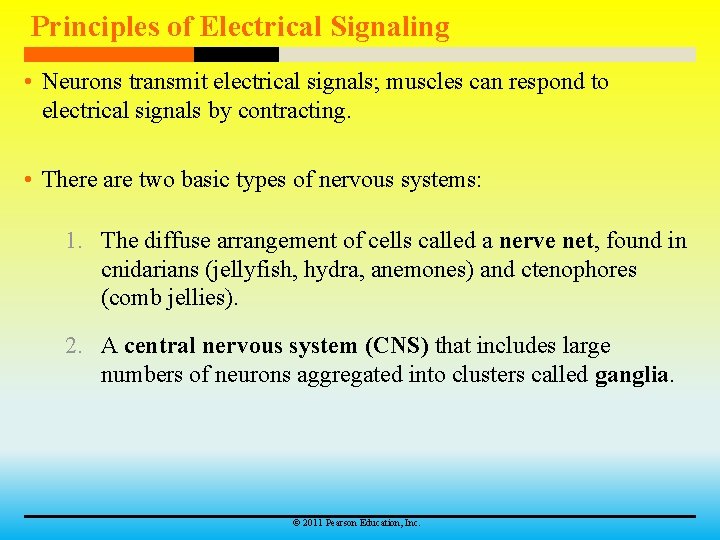 Principles of Electrical Signaling • Neurons transmit electrical signals; muscles can respond to electrical