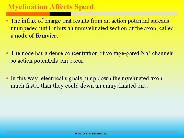 Myelination Affects Speed • The influx of charge that results from an action potential