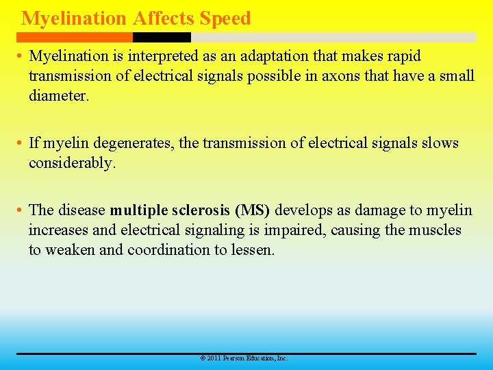 Myelination Affects Speed • Myelination is interpreted as an adaptation that makes rapid transmission