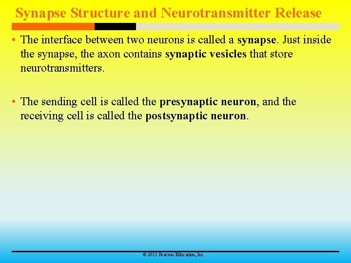 Synapse Structure and Neurotransmitter Release • The interface between two neurons is called a