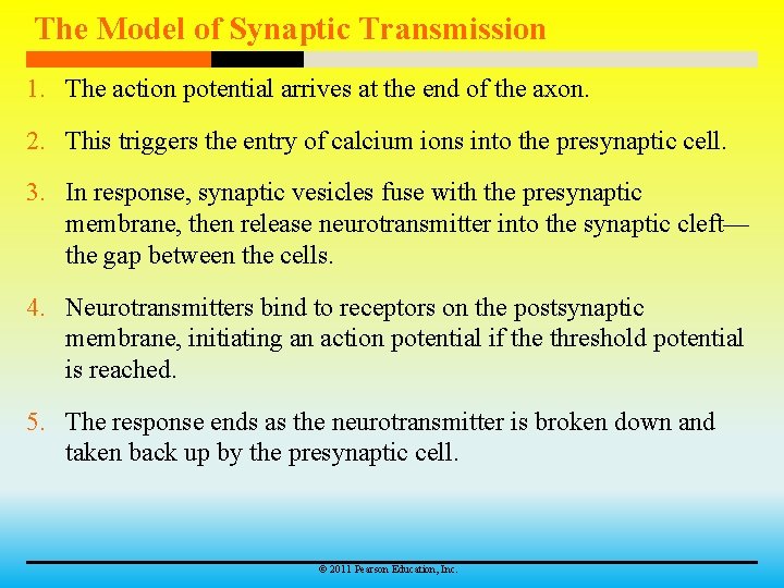 The Model of Synaptic Transmission 1. The action potential arrives at the end of