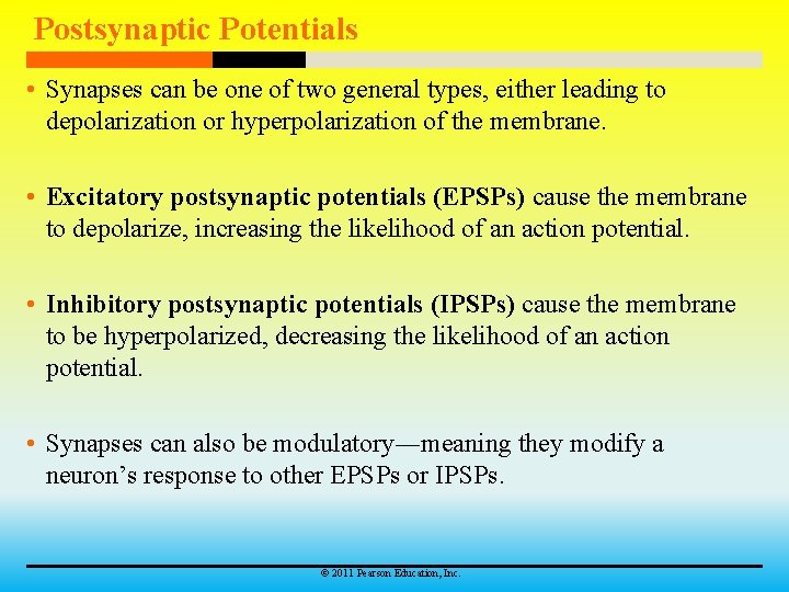 Postsynaptic Potentials • Synapses can be one of two general types, either leading to