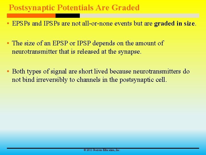 Postsynaptic Potentials Are Graded • EPSPs and IPSPs are not all-or-none events but are