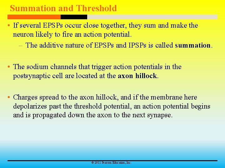 Summation and Threshold • If several EPSPs occur close together, they sum and make