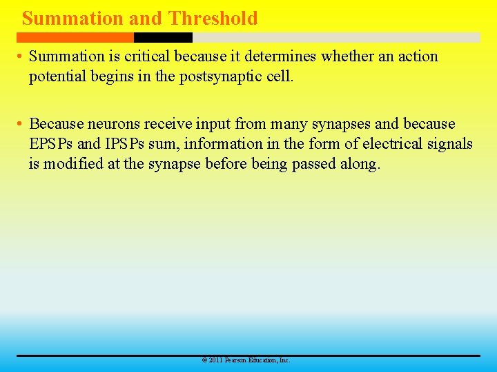 Summation and Threshold • Summation is critical because it determines whether an action potential