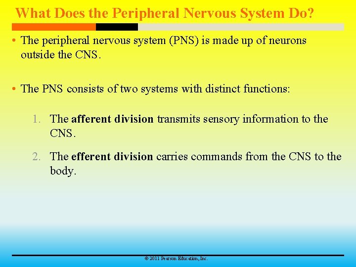 What Does the Peripheral Nervous System Do? • The peripheral nervous system (PNS) is