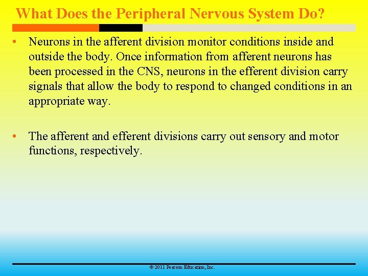 What Does the Peripheral Nervous System Do? • Neurons in the afferent division monitor
