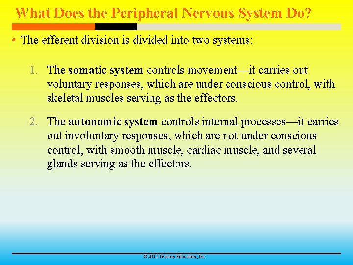 What Does the Peripheral Nervous System Do? • The efferent division is divided into