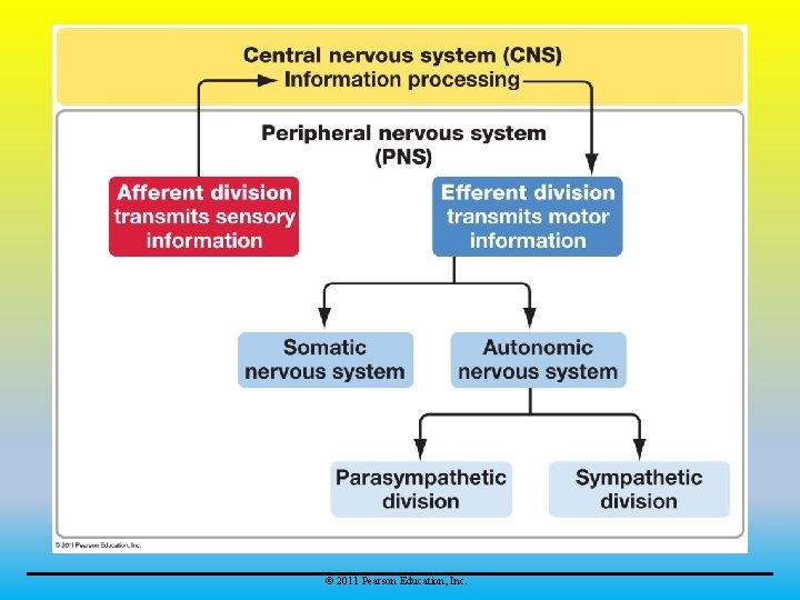 © 2011 Pearson Education, Inc. 