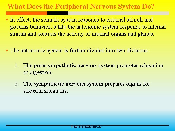 What Does the Peripheral Nervous System Do? • In effect, the somatic system responds