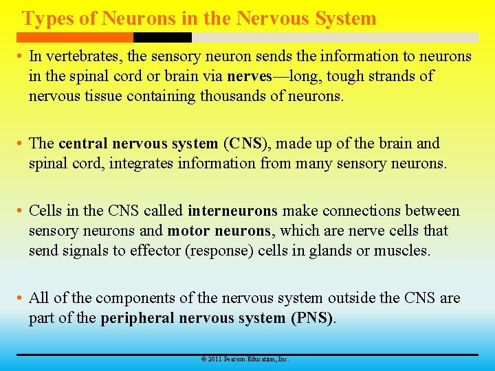 Types of Neurons in the Nervous System • In vertebrates, the sensory neuron sends