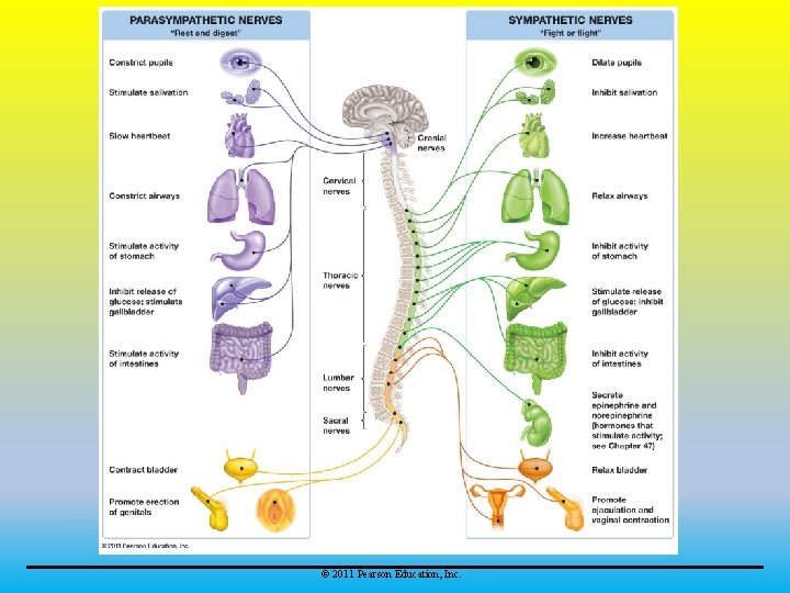 © 2011 Pearson Education, Inc. 