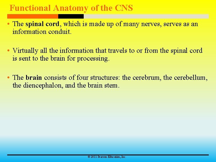 Functional Anatomy of the CNS • The spinal cord, which is made up of