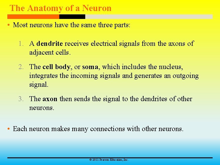 The Anatomy of a Neuron • Most neurons have the same three parts: 1.