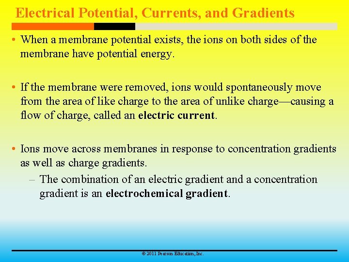 Electrical Potential, Currents, and Gradients • When a membrane potential exists, the ions on