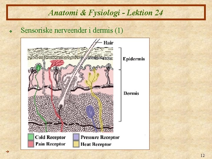 Anatomi Fysiologi XXIV Huden 1 Anatomi Fysiologi Lektion