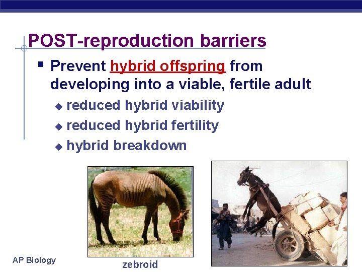 POST-reproduction barriers § Prevent hybrid offspring from developing into a viable, fertile adult reduced