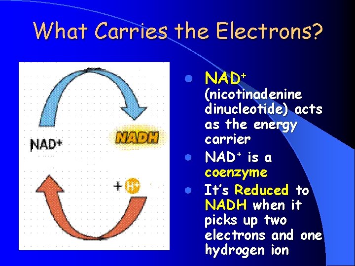 What Carries the Electrons? l NAD+ (nicotinadenine dinucleotide) acts as the energy carrier l