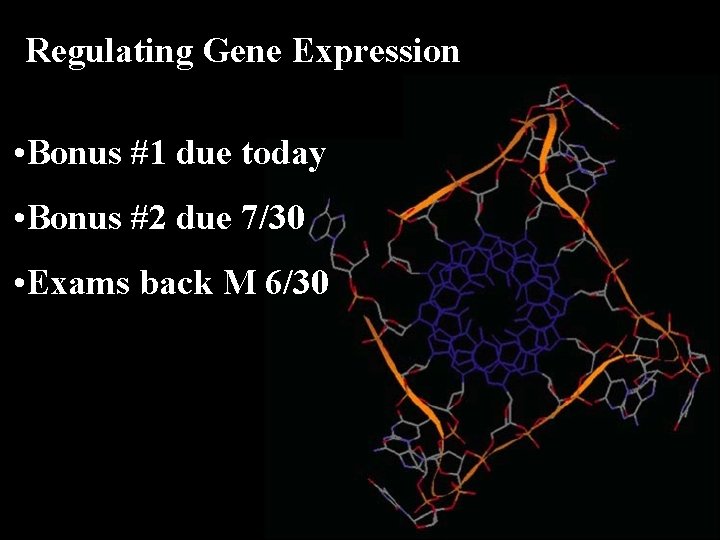 Regulating Gene Expression • Bonus #1 due today • Bonus #2 due 7/30 •