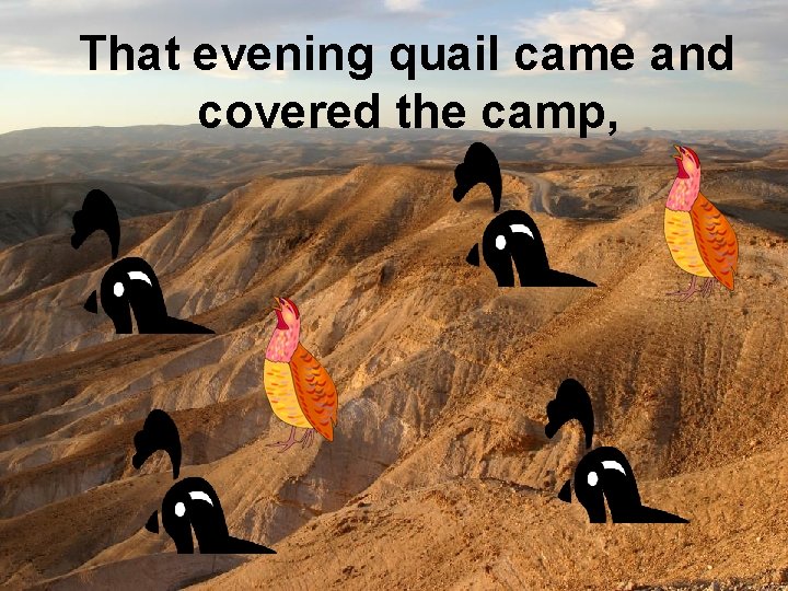  That evening quail came and covered the camp, 