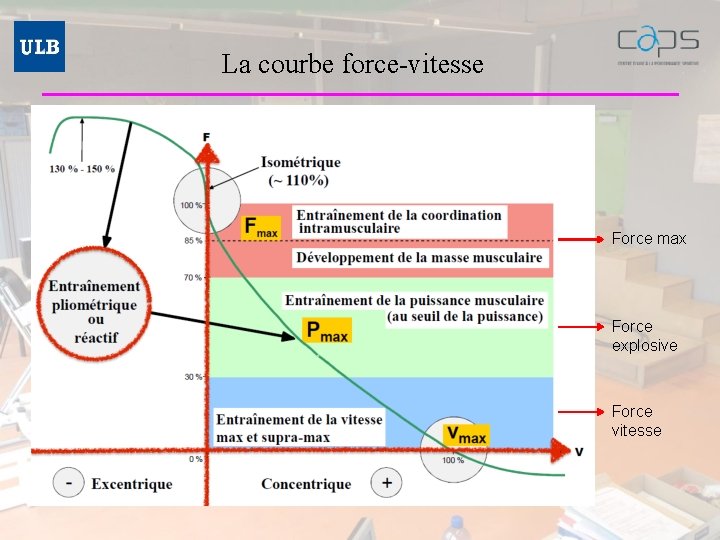 La courbe force-vitesse Force max Force explosive Force vitesse 