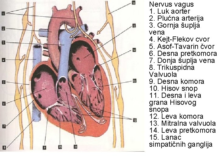  • Nervus vagus 1. Luk aorter 2. Plućna arterija 3. Gornja šuplja vena