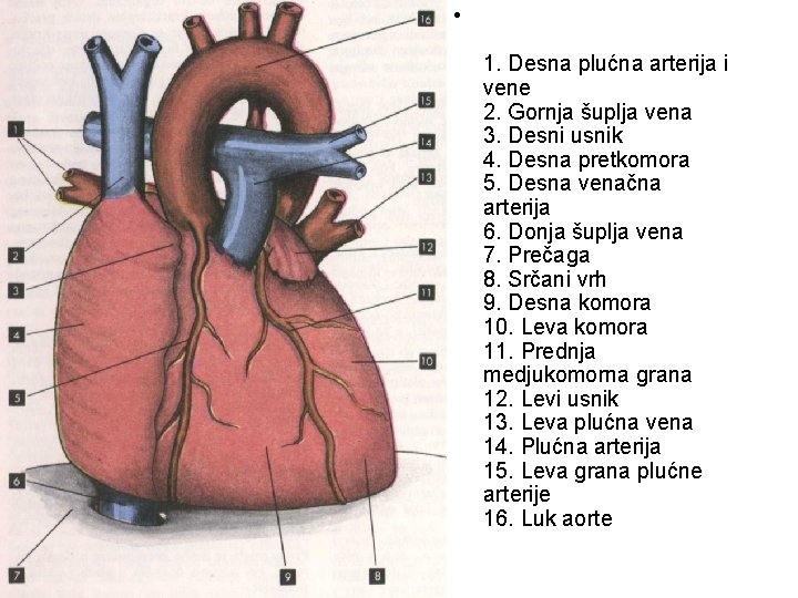  • 1. Desna plućna arterija i vene 2. Gornja šuplja vena 3. Desni