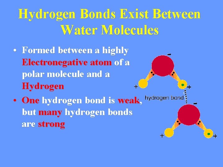 Hydrogen Bonds Exist Between Water Molecules • Formed between a highly Electronegative atom of