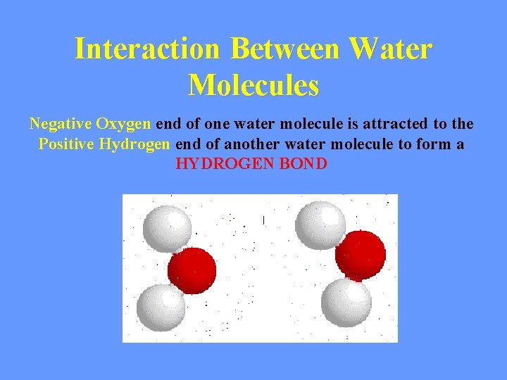 Interaction Between Water Molecules Negative Oxygen end of one water molecule is attracted to