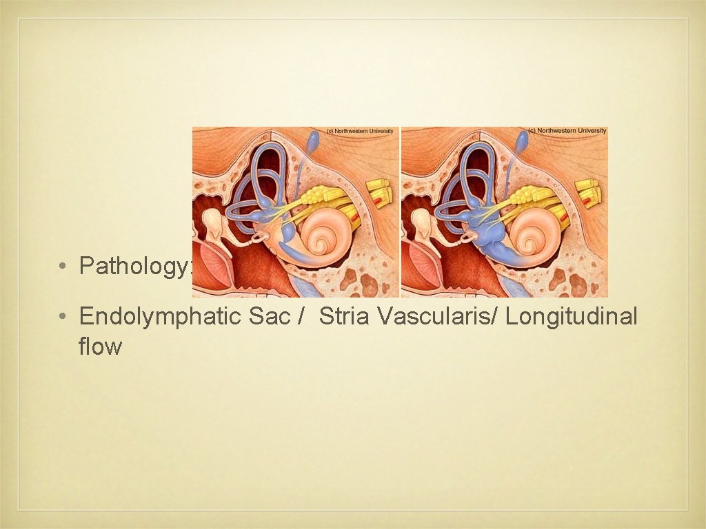  • Pathology: • Endolymphatic Sac / Stria Vascularis/ Longitudinal flow 