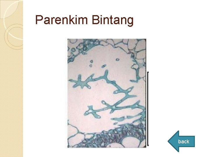Parenkim Bintang back Parenkim Bintang back