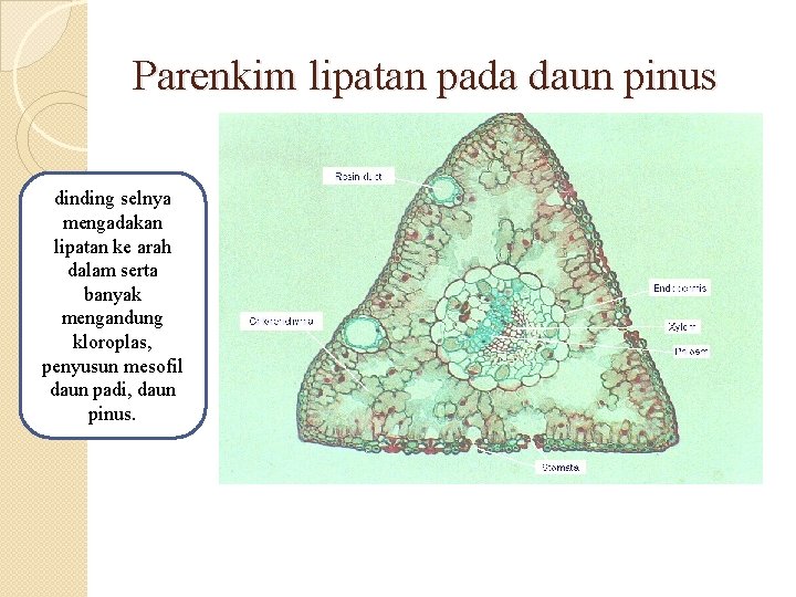 Parenkim lipatan pada daun pinus dinding selnya mengadakan lipatan ke arah dalam serta banyak Parenkim lipatan pada daun pinus dinding selnya mengadakan lipatan ke arah dalam serta banyak