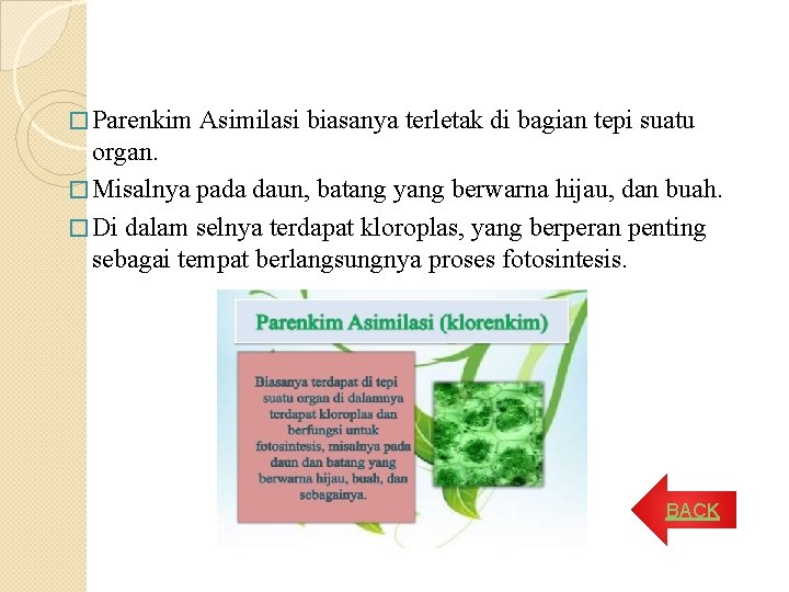 � Parenkim Asimilasi biasanya terletak di bagian tepi suatu organ. � Misalnya pada daun, � Parenkim Asimilasi biasanya terletak di bagian tepi suatu organ. � Misalnya pada daun,