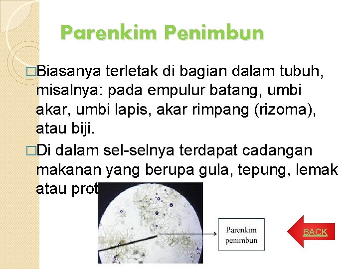 Parenkim Penimbun �Biasanya terletak di bagian dalam tubuh, misalnya: pada empulur batang, umbi akar, Parenkim Penimbun �Biasanya terletak di bagian dalam tubuh, misalnya: pada empulur batang, umbi akar,