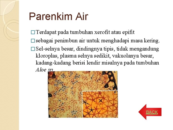 Parenkim Air � Terdapat pada tumbuhan xerofit atau epifit � sebagai penimbun air untuk Parenkim Air � Terdapat pada tumbuhan xerofit atau epifit � sebagai penimbun air untuk