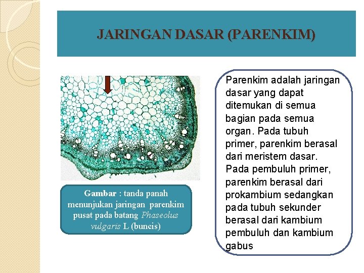 JARINGAN DASAR (PARENKIM) Gambar : tanda panah menunjukan jaringan parenkim pusat pada batang Phaseolus JARINGAN DASAR (PARENKIM) Gambar : tanda panah menunjukan jaringan parenkim pusat pada batang Phaseolus