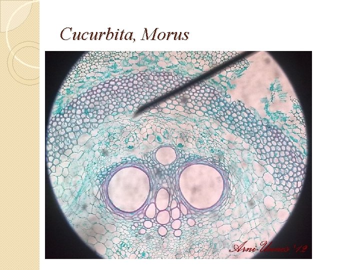Cucurbita, Morus Cucurbita, Morus