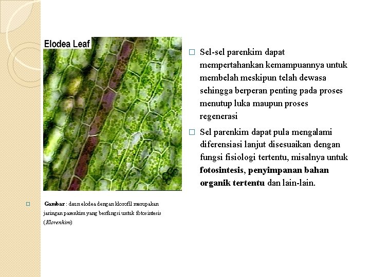 � Gambar : daun elodea dengan klorofil merupakan jaringan parenkim yang berfungsi untuk fotosintesis � Gambar : daun elodea dengan klorofil merupakan jaringan parenkim yang berfungsi untuk fotosintesis