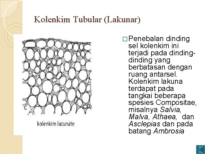 Kolenkim Tubular (Lakunar) � Penebalan dinding sel kolenkim ini terjadi pada dinding yang berbatasan Kolenkim Tubular (Lakunar) � Penebalan dinding sel kolenkim ini terjadi pada dinding yang berbatasan