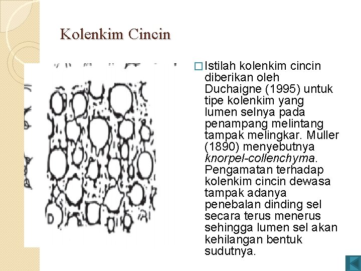 Kolenkim Cincin � Istilah kolenkim cincin diberikan oleh Duchaigne (1995) untuk tipe kolenkim yang Kolenkim Cincin � Istilah kolenkim cincin diberikan oleh Duchaigne (1995) untuk tipe kolenkim yang