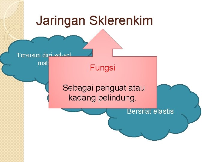 Jaringan Sklerenkim Tersusun dari sel-sel mati Fungsi Memiliki dinding sekunder yang Sebagai penguat atau Jaringan Sklerenkim Tersusun dari sel-sel mati Fungsi Memiliki dinding sekunder yang Sebagai penguat atau