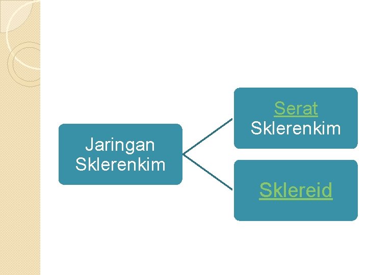 Jaringan Sklerenkim Serat Sklerenkim Sklereid Jaringan Sklerenkim Serat Sklerenkim Sklereid