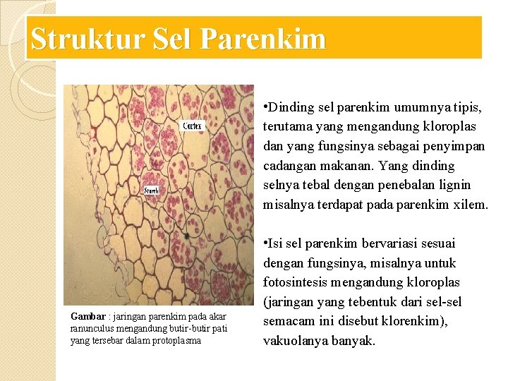 Struktur Sel Parenkim • Dinding sel parenkim umumnya tipis, terutama yang mengandung kloroplas dan Struktur Sel Parenkim • Dinding sel parenkim umumnya tipis, terutama yang mengandung kloroplas dan