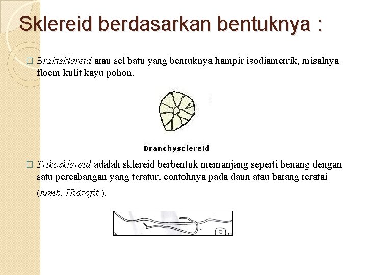 Sklereid berdasarkan bentuknya : � Brakisklereid atau sel batu yang bentuknya hampir isodiametrik, misalnya Sklereid berdasarkan bentuknya : � Brakisklereid atau sel batu yang bentuknya hampir isodiametrik, misalnya