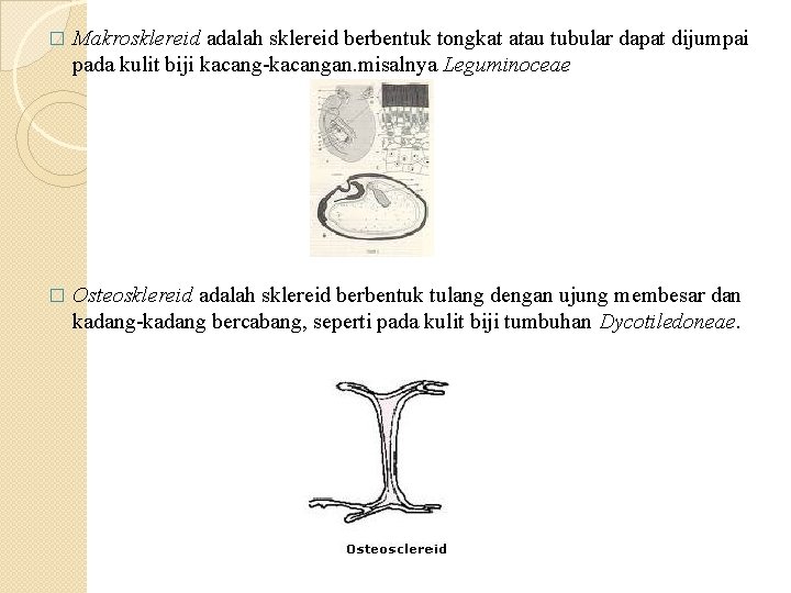 � Makrosklereid adalah sklereid berbentuk tongkat atau tubular dapat dijumpai pada kulit biji kacang-kacangan. � Makrosklereid adalah sklereid berbentuk tongkat atau tubular dapat dijumpai pada kulit biji kacang-kacangan.