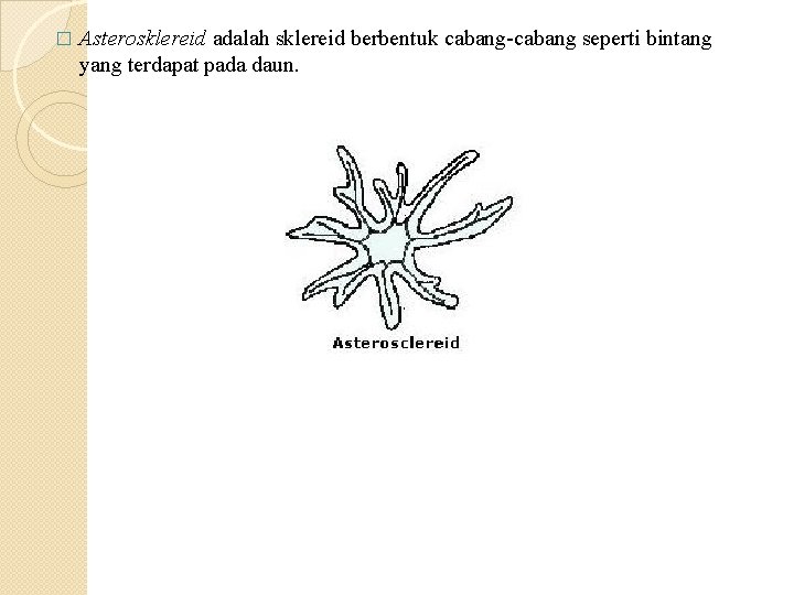 � Asterosklereid adalah sklereid berbentuk cabang-cabang seperti bintang yang terdapat pada daun. � Asterosklereid adalah sklereid berbentuk cabang-cabang seperti bintang yang terdapat pada daun.