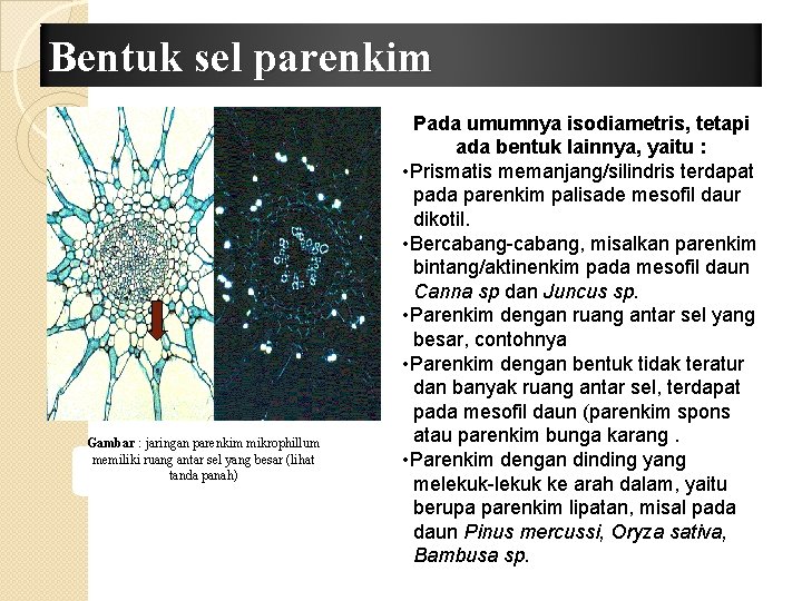 Bentuk sel parenkim Gambar : jaringan parenkim mikrophillum memiliki ruang antar sel yang besar Bentuk sel parenkim Gambar : jaringan parenkim mikrophillum memiliki ruang antar sel yang besar