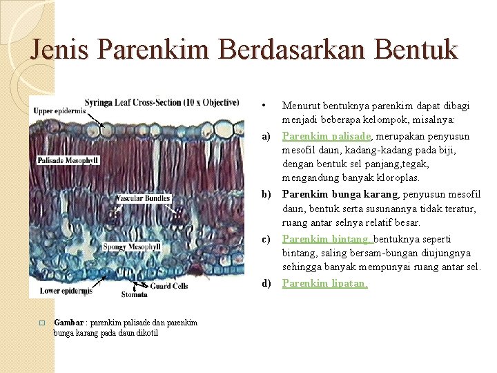 Jenis Parenkim Berdasarkan Bentuk • Menurut bentuknya parenkim dapat dibagi menjadi beberapa kelompok, misalnya: Jenis Parenkim Berdasarkan Bentuk • Menurut bentuknya parenkim dapat dibagi menjadi beberapa kelompok, misalnya: