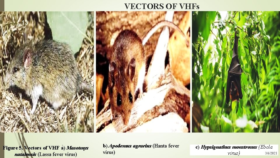 VECTORS OF VHFs 13 1 Figure 5. Vectors of VHF a) Masotmys natalensis (Lassa