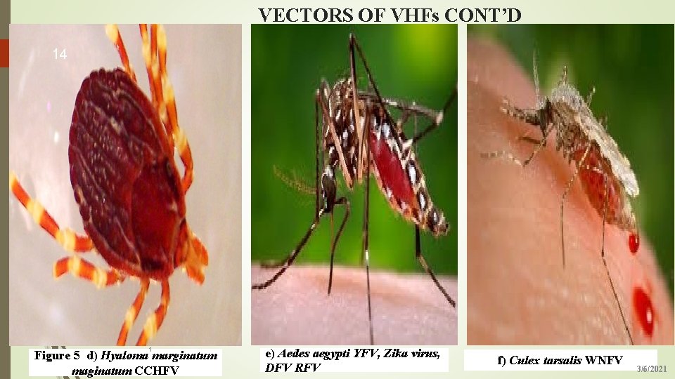 VECTORS OF VHFs CONT’D 14 1 Figure 5 d) Hyaloma marginatum maginatum CCHFV e)